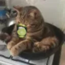 greenom