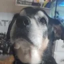 maximus_claptimus