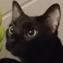 gizmo6003 avatar