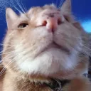 gayestmuffin