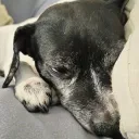 sirrosiemilkshake