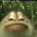 bonsii6