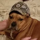 salty_navy_dog
