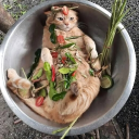 avatar Bridger Terror