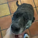 despicabledogs