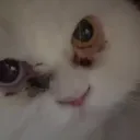 adwadw