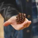 pineqone avatar