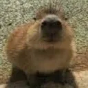 whirow