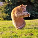 puncher_of_kittens