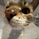 .lulutheloser