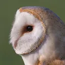 thousandowl