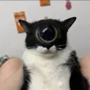 coolbluecat