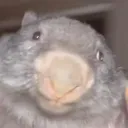 bluntpapa