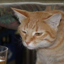 sad cat