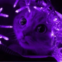 avatar ℬ𝑜𝒷𝒷𝑒𝓁