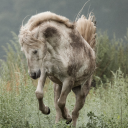 avatar krümmelsMonster