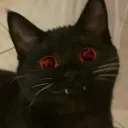 cutoutcat