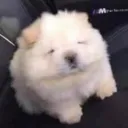 sniper_dawg