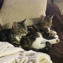 avatar Squireland the Eggmaster