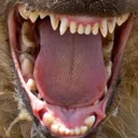 laughinghyena0928