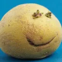 evapourized