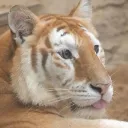 catinapeanut
