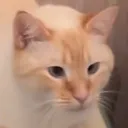 catinapeanut