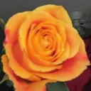 sircalebxvi