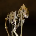 .nihtgenga
