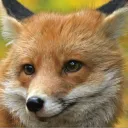 0xfirefox