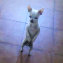 _dado1_
