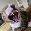 _mogito_