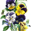violetmaze.