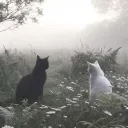 vultureow