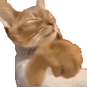 shoeko