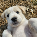 dp2081#1628's avatar