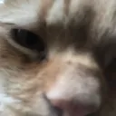 .dapy