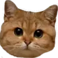 toptipus