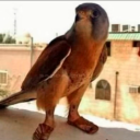 avatar الحربي | F-15