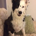 sydhartonline599's Avatar