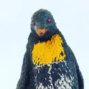 blackpenguin1425