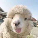kyutir
