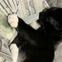 clementllr