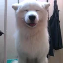 polarin