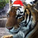 merrymammoth007