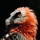 redd0432