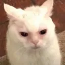 reanneatshit