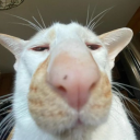 avatar RoshaloPikachu