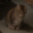 callmecaleb member profile picture