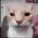 fuxkmal